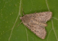 Sandmarkfly (Rhyacia simulans)