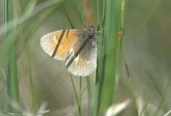 Myrringvinge (Coenonympha tullia)