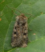 Fiolettbrunt jordfly (Euxoa recussa)