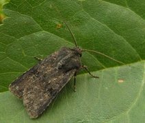 Svart jordfly (Euxoa nigricans)