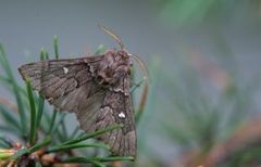 Taigaspinner (Cosmotriche lobulina)