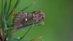 Taigaspinner (Cosmotriche lobulina)