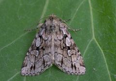 Gråpudret taigafly (Xestia fennica)