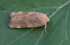 Bredbåndfly (Noctua fimbriata)