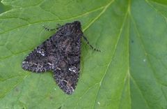 Kålfly (Mamestra brassicae)