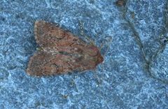 Rødt fjellengfly (Apamea schildei)