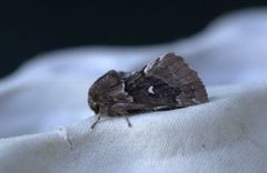 Taigaspinner (Cosmotriche lobulina)