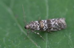 Grankonglesmalmott (Dioryctria abietella)