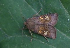 Stengelfly (Amphipoea)