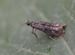 Vårtannmøll (Epermenia chaerophyllella)