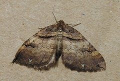 Brun rosemåler (Anticlea badiata)
