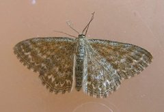 Engurtemåler (Scopula immorata)