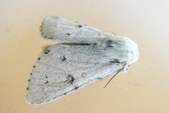 Hvitt kveldfly (Acronicta leporina)