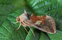 Storflekket metallfly (Autographa bractea)