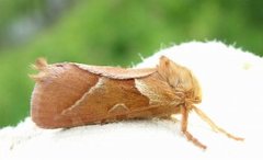 Rød roteter (Triodia sylvina)