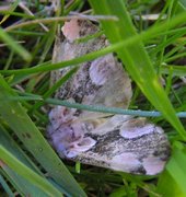 Flekkhalvspinner (Thyatira batis)