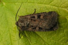 Fiolettbrunt jordfly (Euxoa recussa)