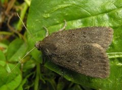 Grått pyramidefly (Amphipyra tragopoginis)