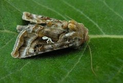 Gråbrunt metallfly (Autographa buraetica)