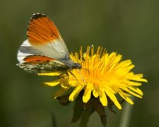 Aurorasommerfugl (Anthocharis cardamines)