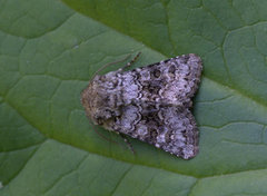 Tofargefly (Hecatera bicolorata)