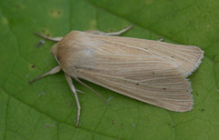 Halmgult gressfly (Mythimna pallens)