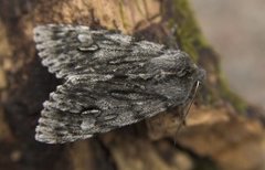 Vårlurvefly (Brachionycha nubeculosa)