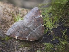 Ospemåler (Epirranthis diversata)