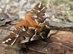 Vårspinner (Endromis versicolora)