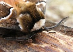 Vårspinner (Endromis versicolora)