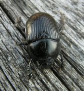 Geotrupes stercorosus