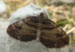 Brun rosemåler (Anticlea badiata)