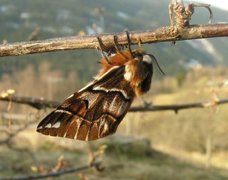 Vårspinner (Endromis versicolora)