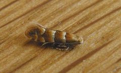 Phyllonorycter froelichiella