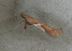 Caloptilia stigmatella