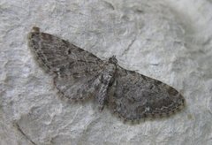 Gullrisdvergmåler (Eupithecia virgaureata)