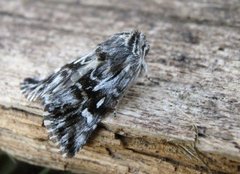 Torskemunnfly (Calophasia lunula)