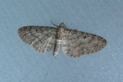 Grumset dvergmåler (Eupithecia subfuscata)