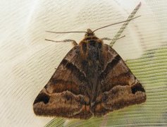 Brunt slåttefly (Euclidia glyphica)