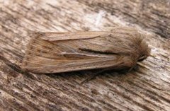 Kommagressfly (Leucania comma)