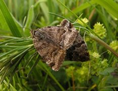 Brunt slåttefly (Euclidia glyphica)