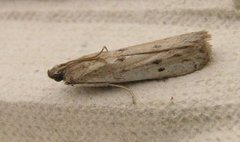 Reinfannsmalmott (Phycitodes maritima)