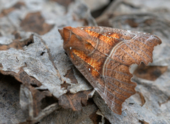 Flikfly (Scoliopteryx libatrix)