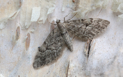 Spissvingedvergmåler (Eupithecia lanceata)