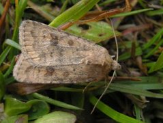 Brunt urtefly (Caradrina morpheus)