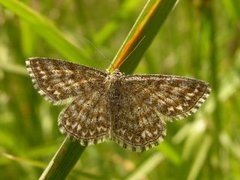 Engurtemåler (Scopula immorata)