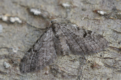 Taigadvergmåler (Eupithecia conterminata)