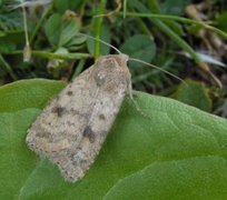 Brunt urtefly (Caradrina morpheus)