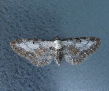 Burotdvergmåler (Eupithecia succenturiata)