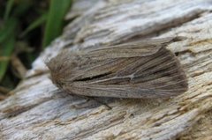 Kommagressfly (Leucania comma)